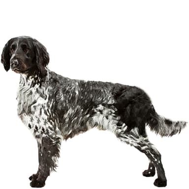 ラージ・ミュンスターレンダー【単検査】