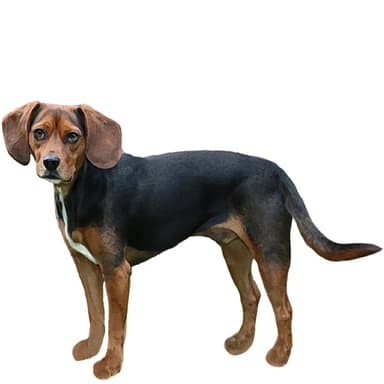 ビーグリアー【セット検査】