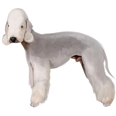 ベドリントンテリア【セット検査】