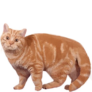 ブリティッシュ・レッドスポット【セット検査】