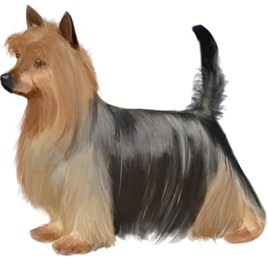 オーストラリアン・シルキー・テリア【セット検査】