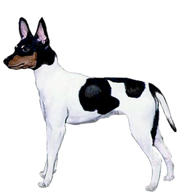 フォックステリア（ミニチュア）【セット検査】