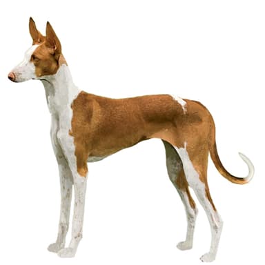 イビザン・ハウンド【セット検査】