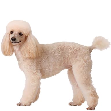 プードル（ミニチュア）【セット検査】