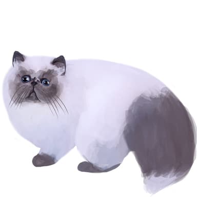 ペルシャ（カラーポイント）【セット検査】