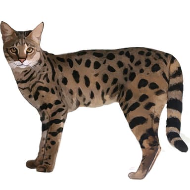 アフリカン・ショートヘア【セット検査】