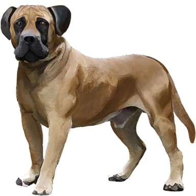 ボーアボール【セット検査】