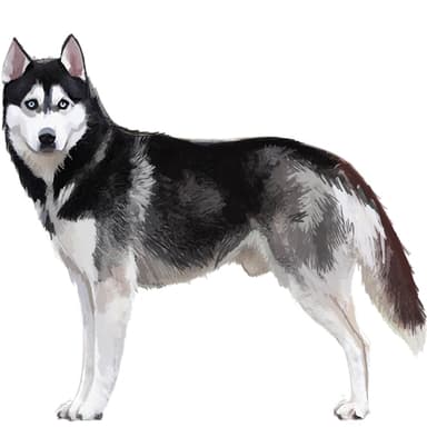 シベリアンハスキー【セット検査】