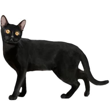 ボンベイ【セット検査】