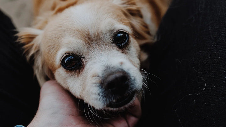 動画を読み込む: 