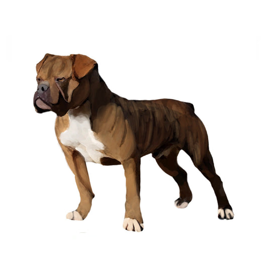 【単検査】オーストラリアンブルドッグ