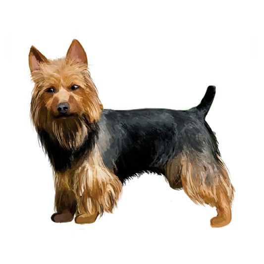 【単検査】オーストラリアンテリア