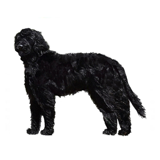 【単検査】オーストラリアンコバードッグ