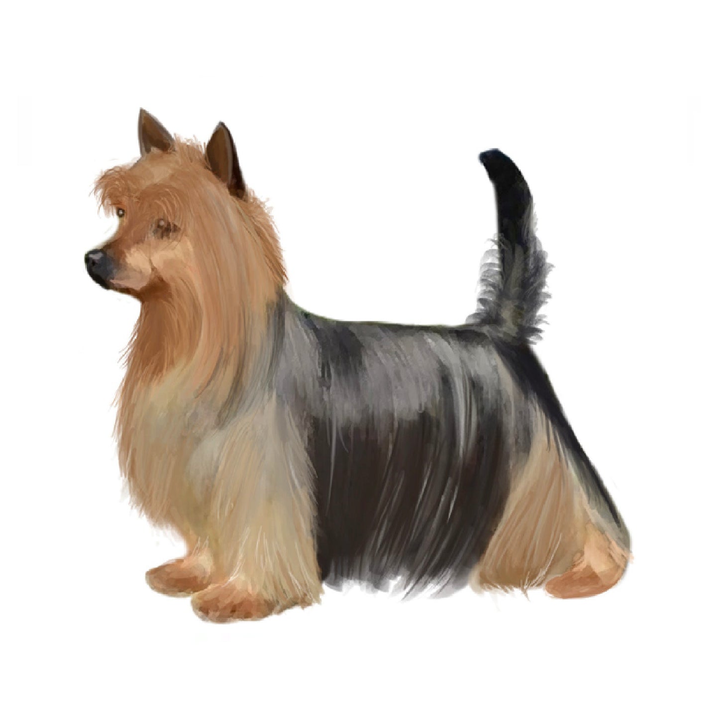 【単検査】オーストラリアンシルキーテリア