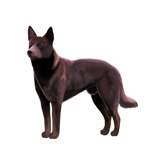 【単検査】オーストラリアンケルピー