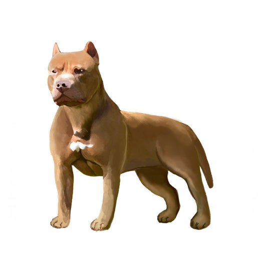 【単検査】アメリカンピットブルテリア