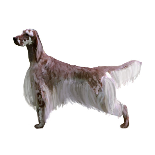 【単検査】イングリッシュセッター