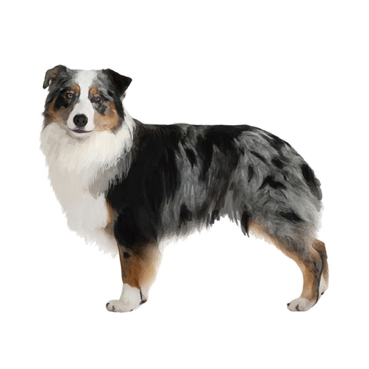 【単検査】オーストラリアンシェパード