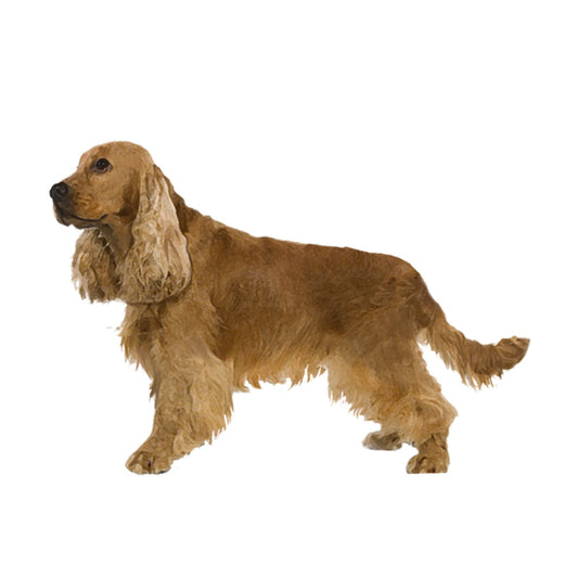 【単検査】イングリッシュコッカースパニエル