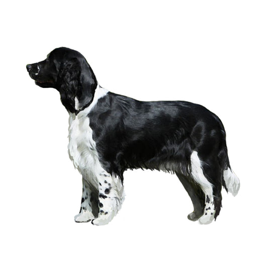 【単検査】イングリッシュスプリンガースパニエル