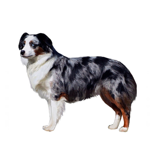 【単検査】アメリカンシェパード（ミニチュア）