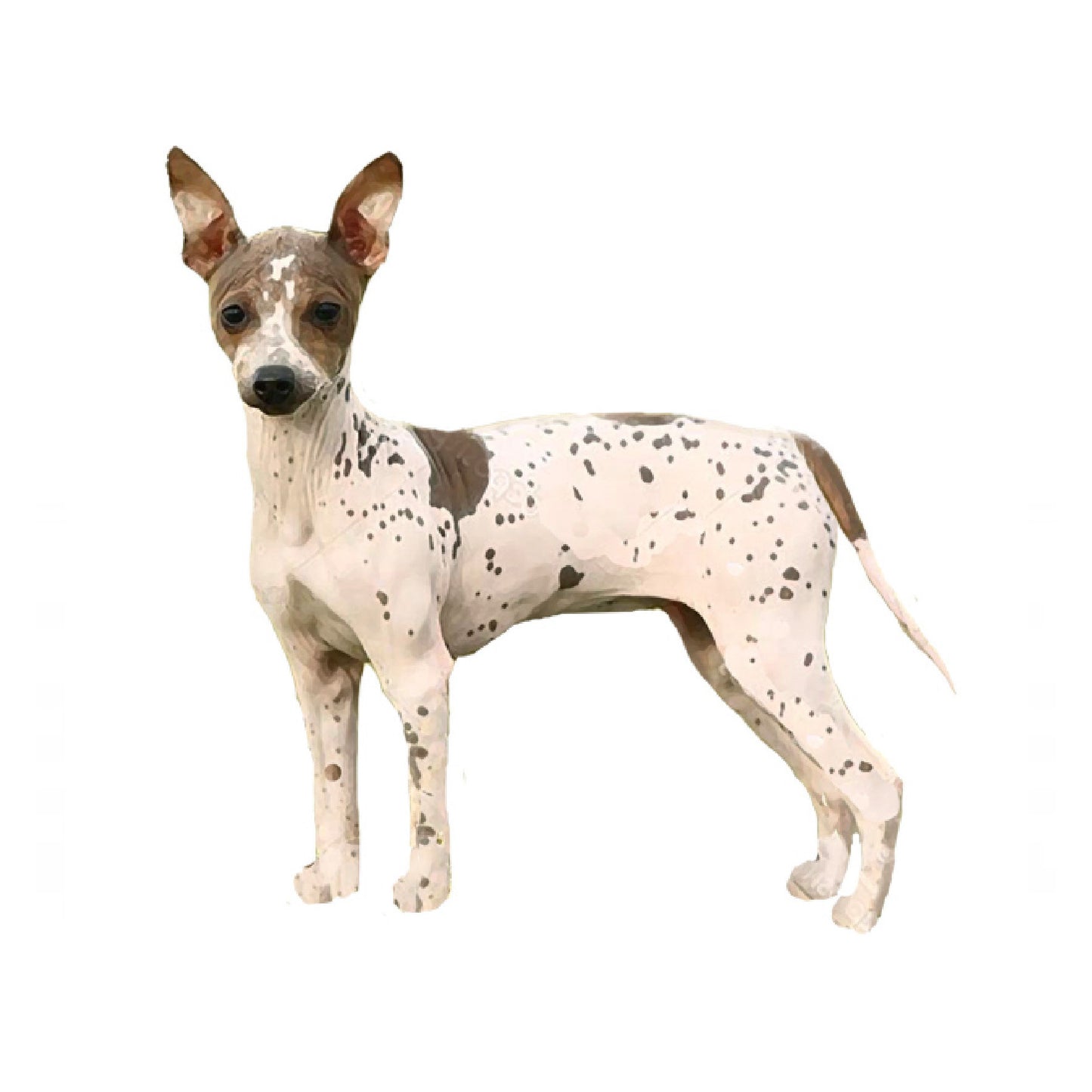 【単検査】アメリカンヘアレス（ラット）テリア