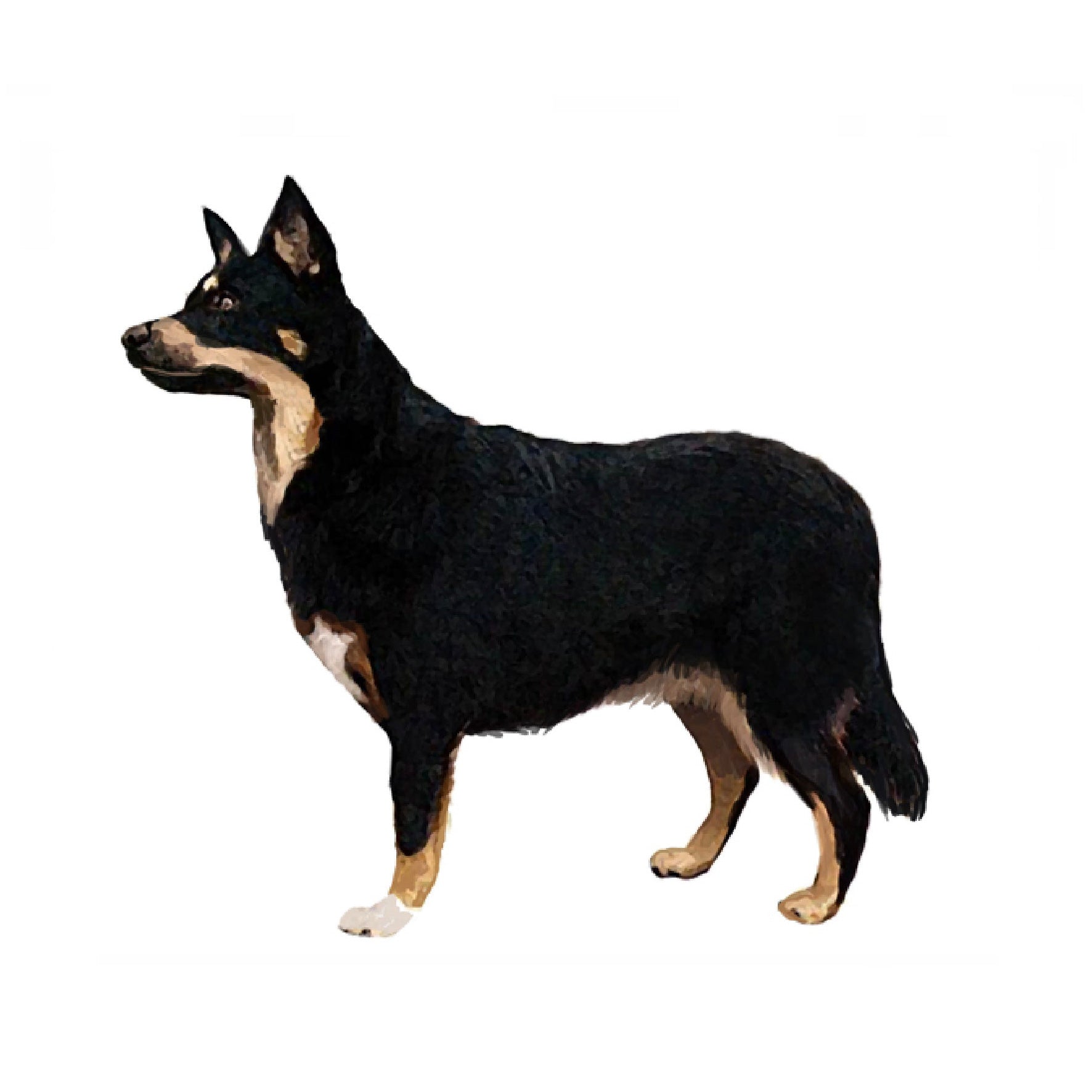 ランカシャー・ヒーラー：犬種の特徴と飼い方