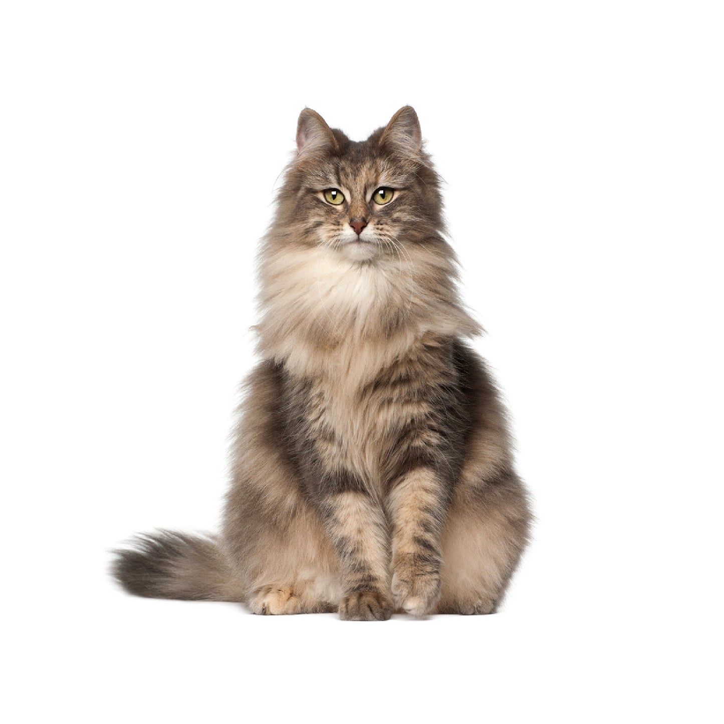 【単検査】ノルウェージャンFC