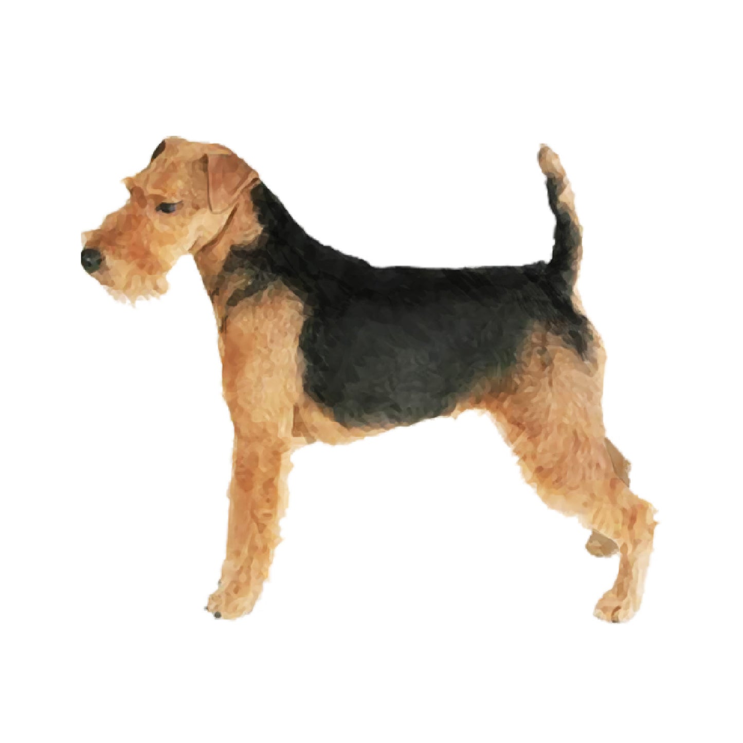 【単検査】ウェルッシュテリア