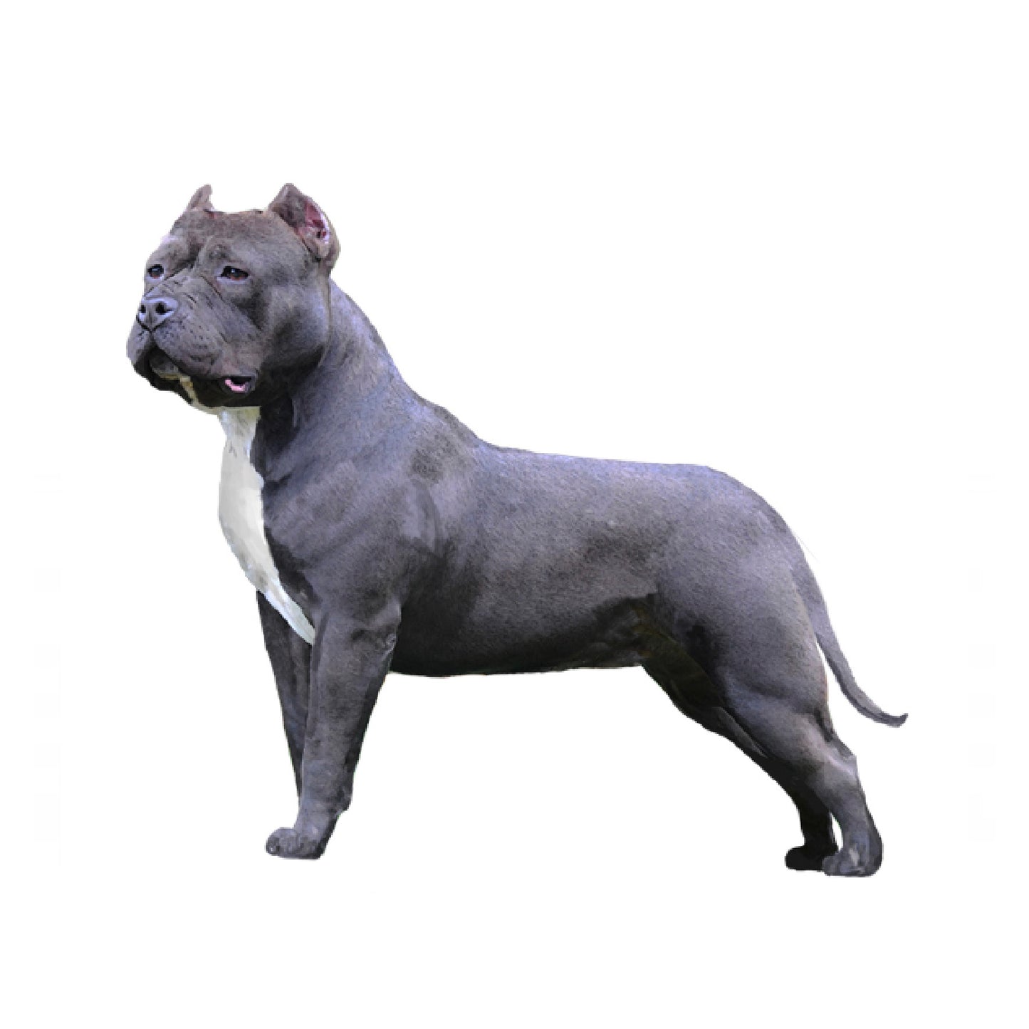 【単検査】アメリカンブリー