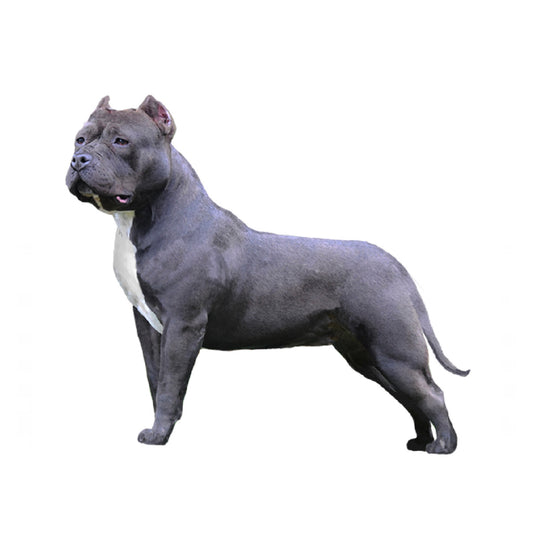 【単検査】アメリカンブリー