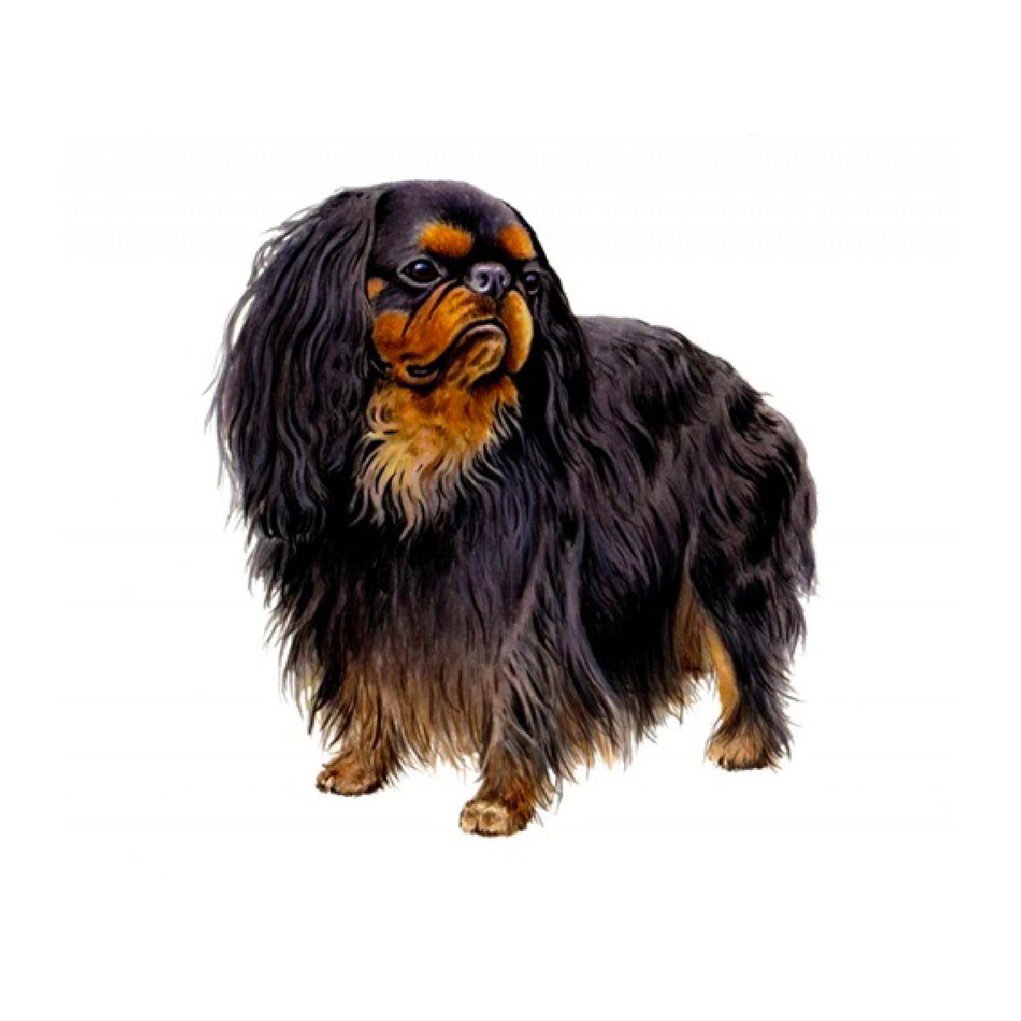 【単検査】イングリッシュトイスパニエル