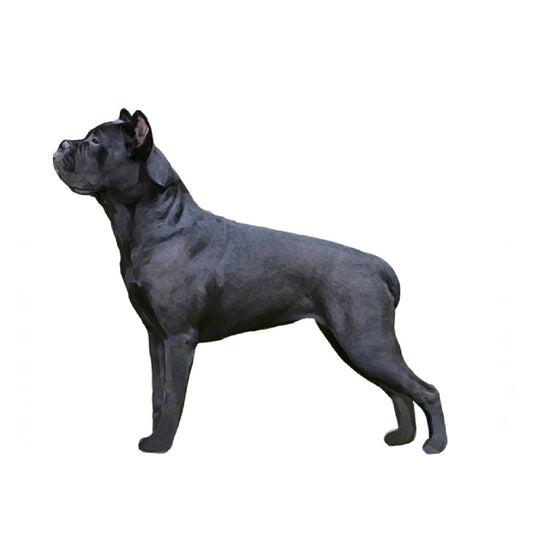 【単検査】イタリアンコルソドッグ／カネコルソ／カネ・コルソ・イタリアーノ