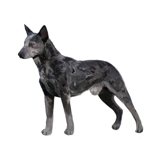 【単検査】オーストラリアンスタンピーテールキャットルドッグ