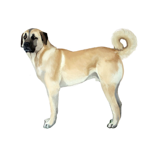 【単検査】アナトリアンシェパード