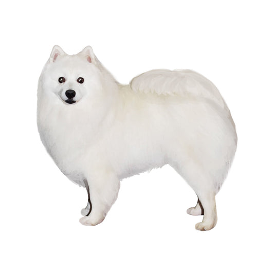 【単検査】アメリカンエスキモードッグ