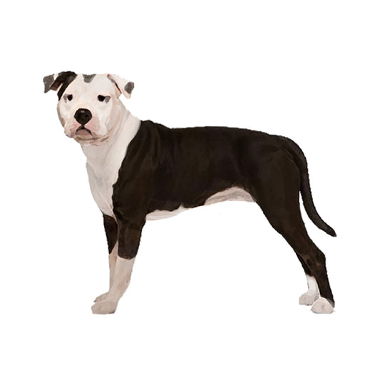 【単検査】アメリカンスタッフォードシャーテリア