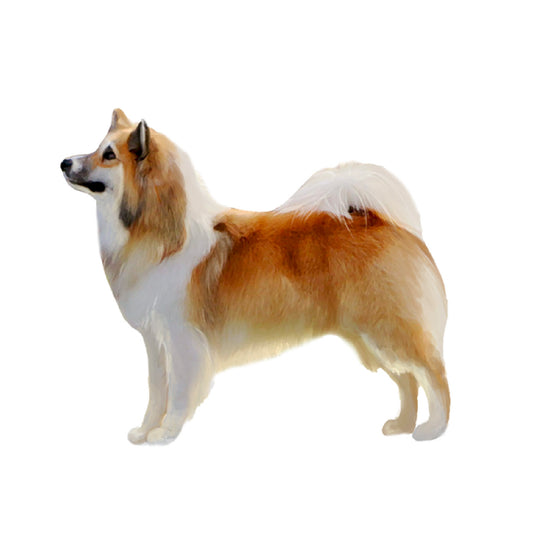 【単検査】アイスランドシープドッグ／アイスランディックシープドッグ