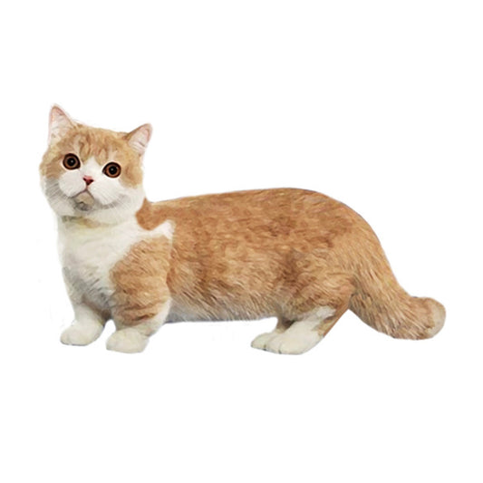 【単検査】マンチカン