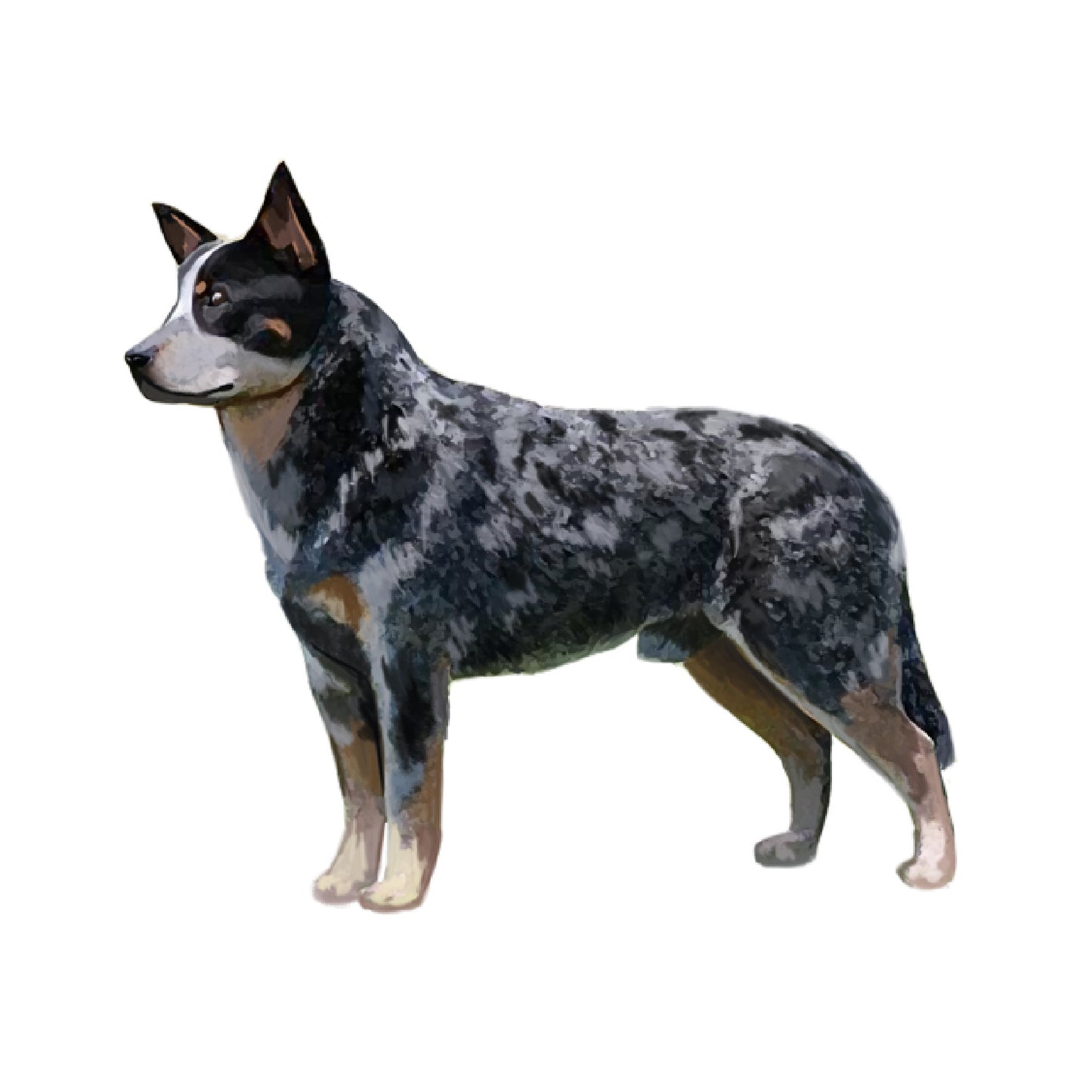 【単検査】オーストラリアンキャトルドッグ