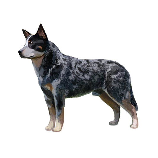 【単検査】オーストラリアンキャトルドッグ