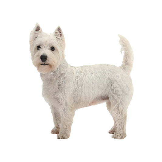 【単検査】ウェストハイランドホワイトテリア